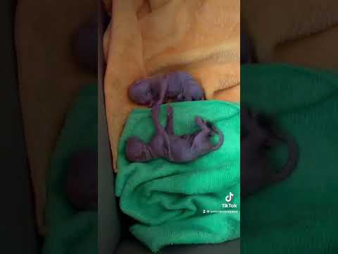 Premature kittens