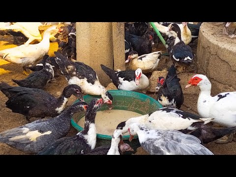 , title : 'comment fabriquer l'alimentation des poulets locaux et canards : pour une meilleure ponte'