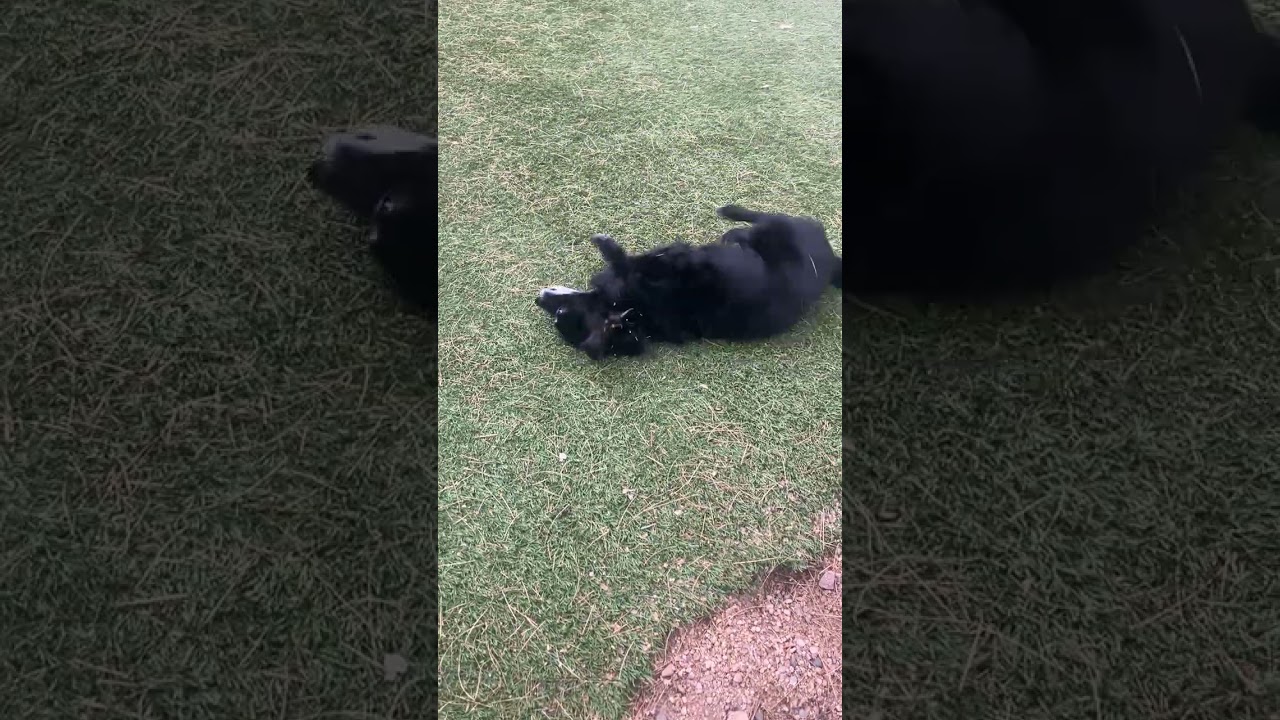 Enlarge Pippin, a Adoptable mixed breed in Scottsdale, AZ video 6/6