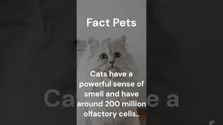 Cats Have a Powerful sense Of Smell and have aroud 200 million olfactory cells...#shorts.
