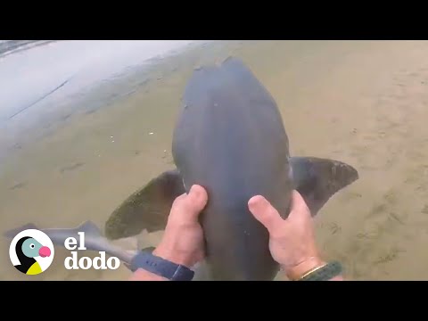 Man rescues 3 sharks with his bare hands | The Dodo