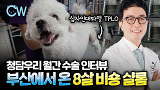 부산에서 온 8살 비숑 샬롬이의 십자인대파열 TPLO수술 [청담우리월간인터뷰]