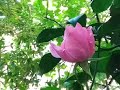 Ryuichi Sakamoto - A Rose