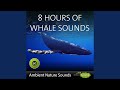 Deep Water Whale Sounds