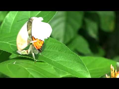 ハナカマキリ、ツマベニチョウを捕らえ