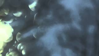 Fripp and Sylvian, Camp Fire: Coyote Country Remix 2003  Gone To Earth Video Matthew Dimakos