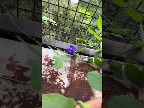 Multi plated Apar Rajitha flower plant,