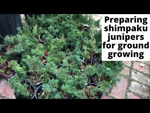 Preparing shimpaku junipers for growing in the ground to make better bonsai