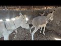 Cow Meeting Donkey Meeting In Weal Pig گڌا اور اور جنگل With Cow