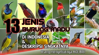 Download lagu 13 Jenis Burung Madu Burung Kolibri di Indonesia... mp3