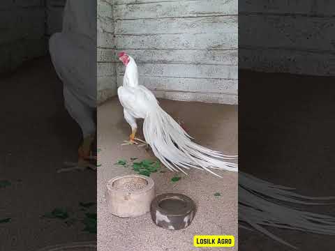 Parrot Beak Aseel | CLASSIC WHITE Long Tail 🔥*Not For Sale *🔥 #shorts #aseel