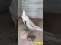 Parrot Beak Aseel CLASSIC WHITE Long Tail Not For Sale Shorts Aseel