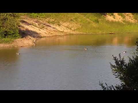 Djuma: Egyptian Geese chasing an intruder Goose - 17:22 - 01/09/21