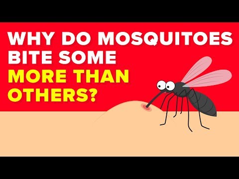 Why Do Mosquitoes Bite Some People More Than Others?