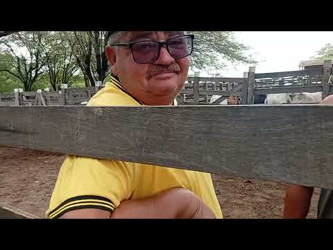 Feira de Gado de Monteiro PB 28/02/2026