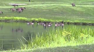preview picture of video 'Geese at E.C.C. Aug 2nd 10.mov'
