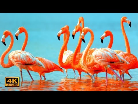 PINK Flamingo Birds 4K Ultra HD l Stunning Pink Water Birds l