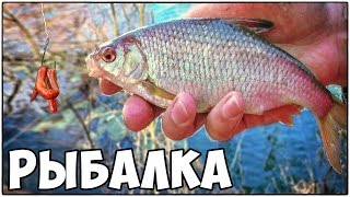 Начало клева красноперки весной на поплавочную удочку