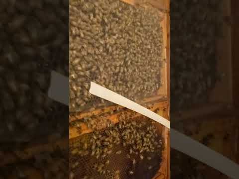 Swarm cell vs. supersedure cell location