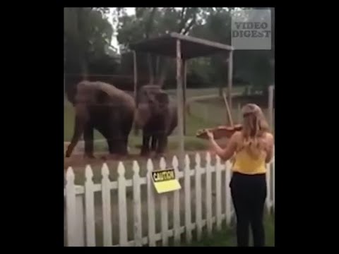 Musical Instruments Can Make Animals React Very Oddly