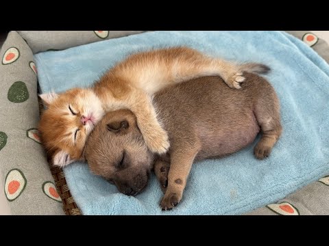 YouTube 썸네일