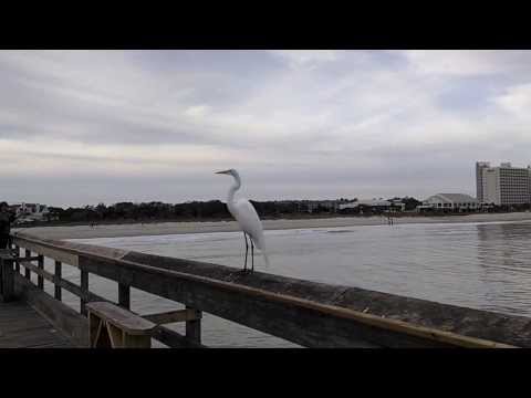 Egret - Slow Motion