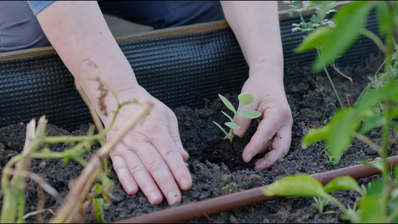 Part 3 – Growing Together: Cultivating Change with Urban Agriculture