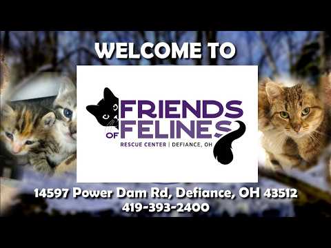 Cat Rescue Cam
