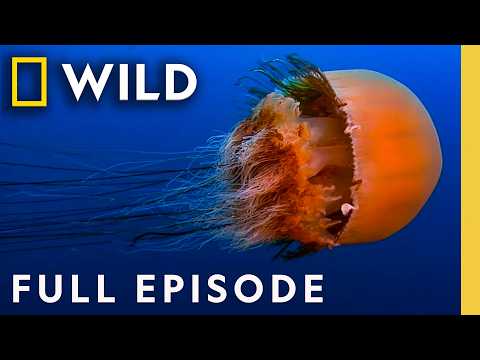 World's Deadliest Jellyfish (Full Episode) | SPECIAL | Nat Geo Animals