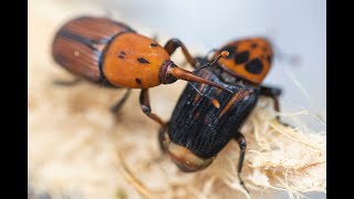 From creepy crawlies to healthy food