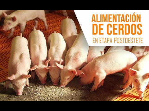 , title : 'Alimentación de Cerdos en Etapa de Inicio - Postdestete l CERDIMOR INICIO'