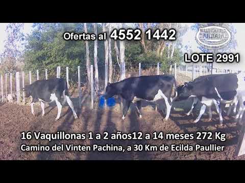 Lote 16 Vaquillonas 1 a 2 años 16 HO 272 Kgkg -  en Camino del Vinten Pachina, a 30 Km de Ecilda Paullier