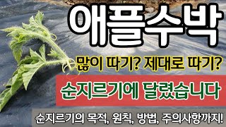 애플수박 많이 따기? 제대로 따기? 순지르기에 달렸습니다 - 순지르기의 목적, 원칙, 방법, 주의사항까지!