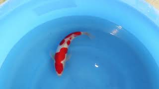 video van Sanke  2503023