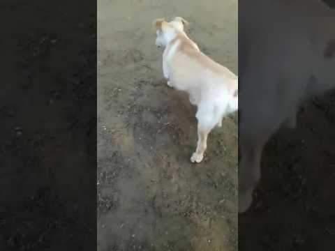 PANNI KJ + BELLA KJ + WIFI - Video 2 vom 24.11.2016