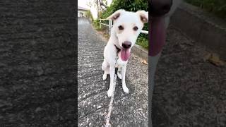 【元野犬の子・保護犬との暮らし】　夕方の恒例行事【散歩コース攻防戦】 #元野犬の子 #保護犬 #犬の散歩 #今日の幸福　#うちのわんこ