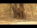 Tiger Mating In Bandhavgarh National Park