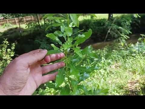 Southern wax myrtle for a multi trunk tree