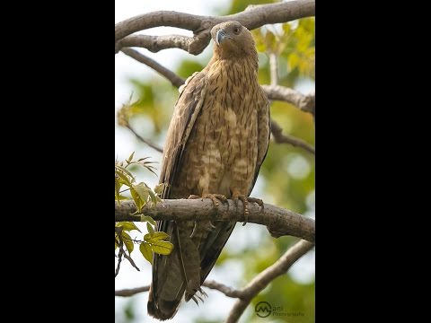 Illustrations of the Kingdom of God - The smart hawk and the silly buzzard - J. P. - Glory to Jesus!