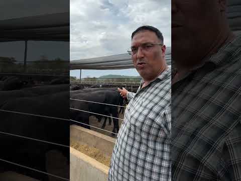 # العجول البرازيلية F1