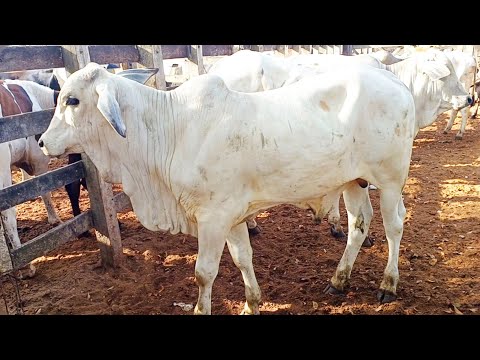 FEIRA DE GADO DE CAMPO GRANDE-AL  14/02/2026 GADO DE LUXO