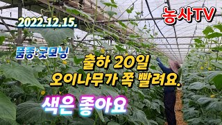 오이출하20일  오이나무가 가늘다. 품종 굿모닝 특징 오이색은? 2022년 12월 15일