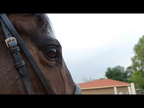 Seyunique Equestrian's: legends Never Die