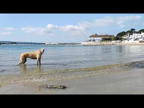 Jasper Sandbanks 15/09/21