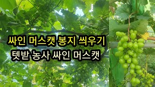 싸인 머스켓 봉지 쒸우기