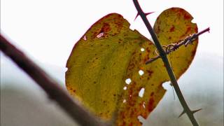 Dwight Yoakam - &quot;Understand Your Man&quot;