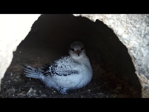 White-tailed Tropicbird or Bermuda Longtail  Nest