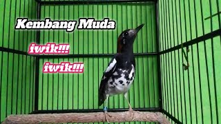 Download lagu Anis kembang ngriwik!! mp3