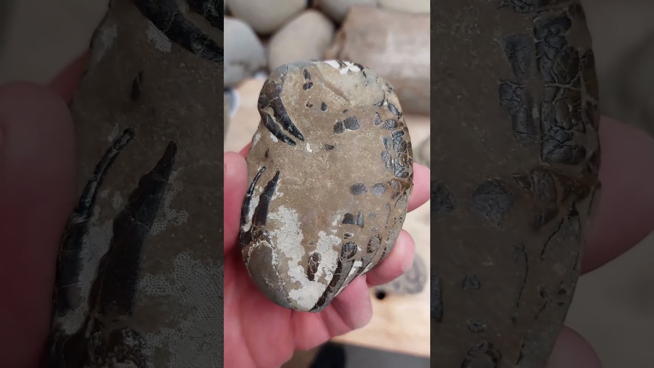 Fossil crab collection 🦀  #fossils #collection #science