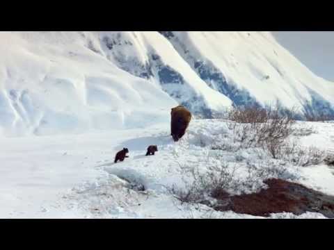 Bears (Clip 'First Steps')